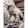 Image 7 : Awesome Spotted Hyena Full Body Taxidermy Mount
