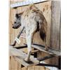 Image 8 : Awesome Spotted Hyena Full Body Taxidermy Mount