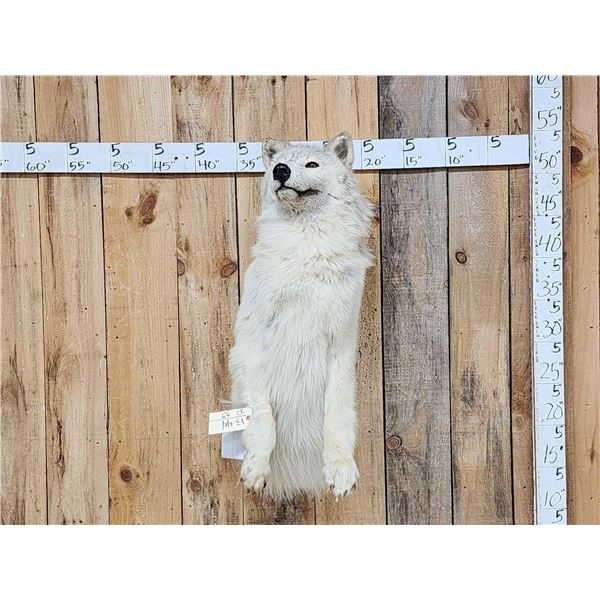 Big Alaskan Wolf Half Body Taxidermy Mount