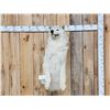 Image 1 : Big Alaskan Wolf Half Body Taxidermy Mount