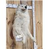 Image 2 : Big Alaskan Wolf Half Body Taxidermy Mount