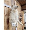 Image 3 : Big Alaskan Wolf Half Body Taxidermy Mount