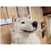 Image 4 : Big Alaskan Wolf Half Body Taxidermy Mount
