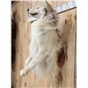 Image 5 : Big Alaskan Wolf Half Body Taxidermy Mount