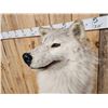 Image 6 : Big Alaskan Wolf Half Body Taxidermy Mount
