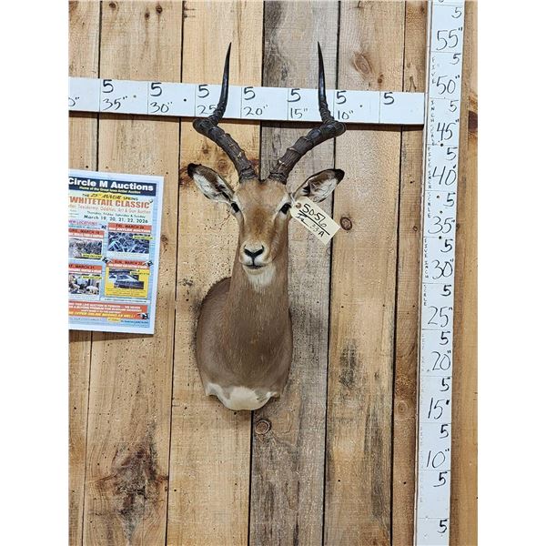 Nice African Impala Shoulder Mount Taxidermy