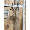 Image 1 : Nice African Impala Shoulder Mount Taxidermy