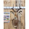 Image 2 : Nice African Impala Shoulder Mount Taxidermy