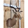 Image 3 : Nice African Impala Shoulder Mount Taxidermy
