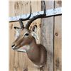 Image 4 : Nice African Impala Shoulder Mount Taxidermy