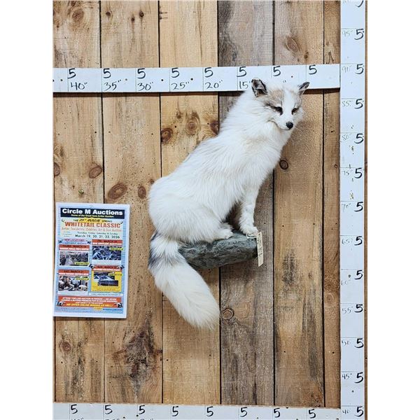 Gorgeous Ranch Fox Full Body Taxidermy Mount