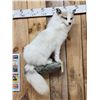 Image 2 : Gorgeous Ranch Fox Full Body Taxidermy Mount