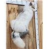 Image 3 : Gorgeous Ranch Fox Full Body Taxidermy Mount