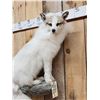 Image 4 : Gorgeous Ranch Fox Full Body Taxidermy Mount