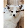 Image 5 : Gorgeous Ranch Fox Full Body Taxidermy Mount