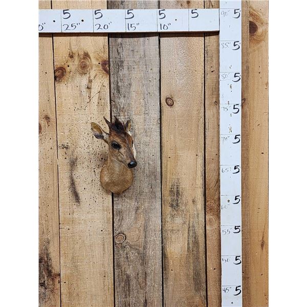 African Bay Duiker Shoulder Mount Taxidermy