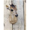 Image 2 : African Bay Duiker Shoulder Mount Taxidermy
