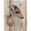 Image 3 : African Bay Duiker Shoulder Mount Taxidermy