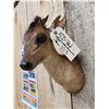 Image 4 : African Bay Duiker Shoulder Mount Taxidermy