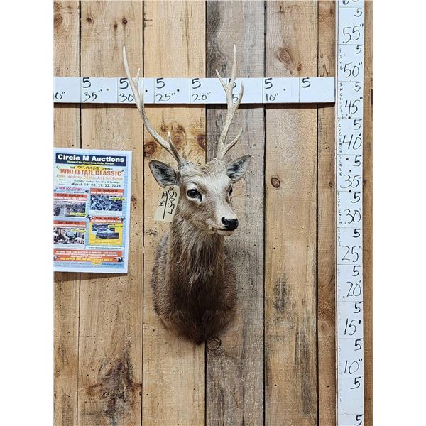 Sika Deer Shoulder Mount Taxidermy
