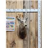 Image 1 : Sika Deer Shoulder Mount Taxidermy