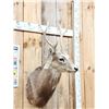 Image 2 : Sika Deer Shoulder Mount Taxidermy