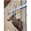 Image 3 : Sika Deer Shoulder Mount Taxidermy