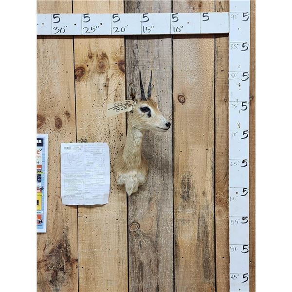 African Oribi Shoulder Mount Taxidermy