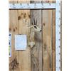 Image 1 : African Oribi Shoulder Mount Taxidermy