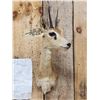 Image 2 : African Oribi Shoulder Mount Taxidermy