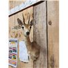 Image 3 : African Oribi Shoulder Mount Taxidermy