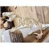 Image 10 : Articulated Beaver Skelton Taxidermy