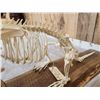 Image 11 : Articulated Beaver Skelton Taxidermy