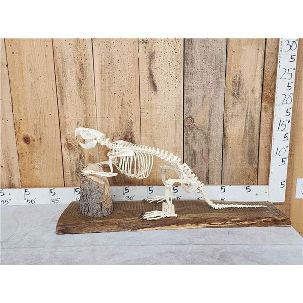 Articulated Beaver Skelton Taxidermy