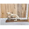 Image 1 : Articulated Beaver Skelton Taxidermy