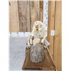 Image 2 : Articulated Beaver Skelton Taxidermy