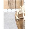 Image 3 : Articulated Beaver Skelton Taxidermy