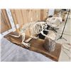 Image 4 : Articulated Beaver Skelton Taxidermy