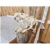 Image 5 : Articulated Beaver Skelton Taxidermy