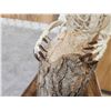 Image 6 : Articulated Beaver Skelton Taxidermy