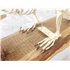 Image 7 : Articulated Beaver Skelton Taxidermy
