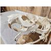 Image 9 : Articulated Beaver Skelton Taxidermy