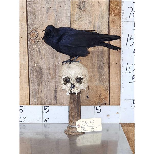 European Carrion Crow On Human Skull Taxidermy