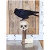 Image 1 : European Carrion Crow On Human Skull Taxidermy