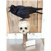 Image 2 : European Carrion Crow On Human Skull Taxidermy
