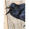 Image 3 : European Carrion Crow On Human Skull Taxidermy
