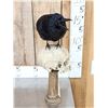 Image 4 : European Carrion Crow On Human Skull Taxidermy