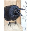 Image 5 : European Carrion Crow On Human Skull Taxidermy