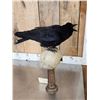 Image 6 : European Carrion Crow On Human Skull Taxidermy