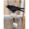 Image 8 : European Carrion Crow On Human Skull Taxidermy